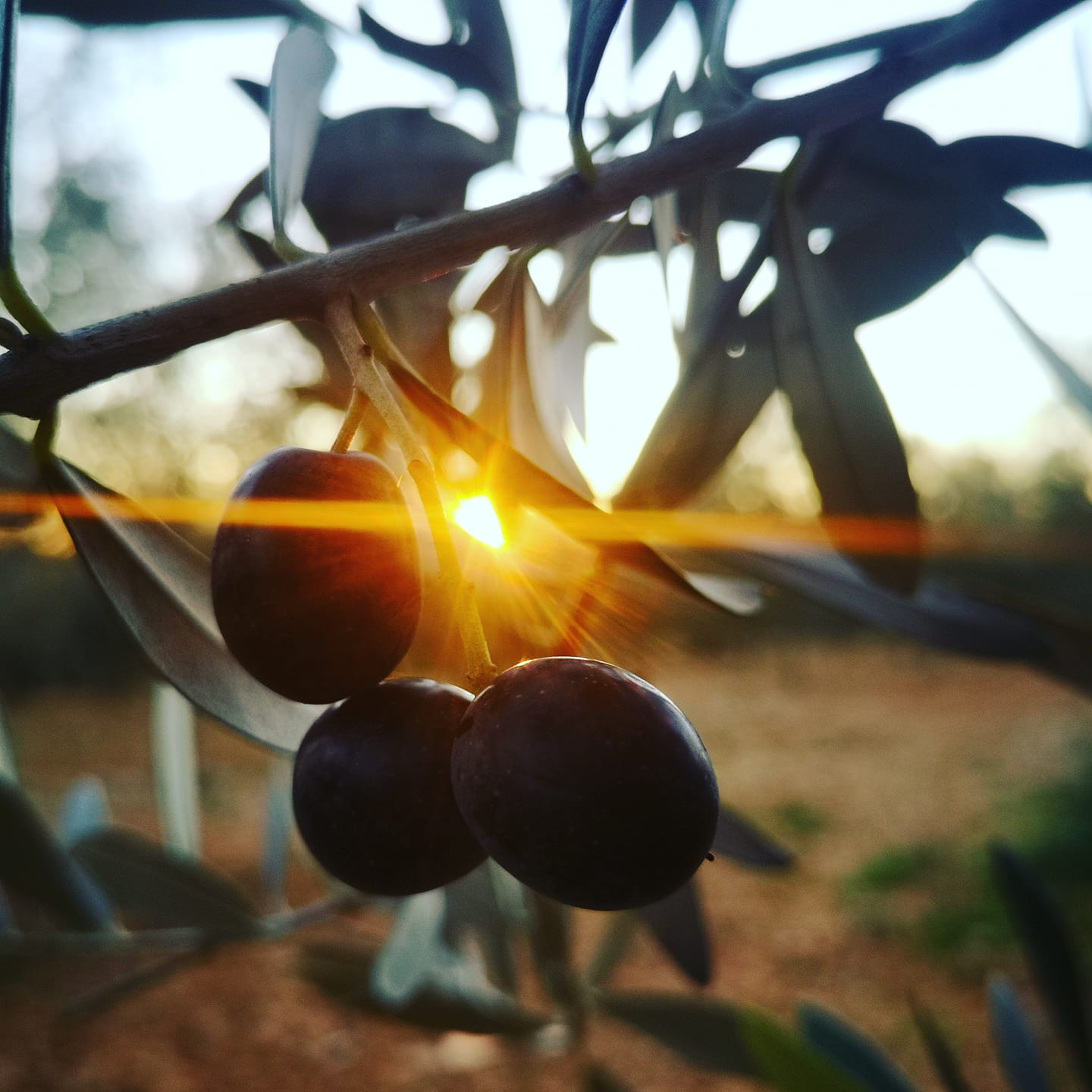 The Soul of the Soil and the Sun: Introducing Dolija